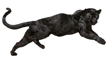 Black panther running with powerful muscles and sleek fur © Isolde