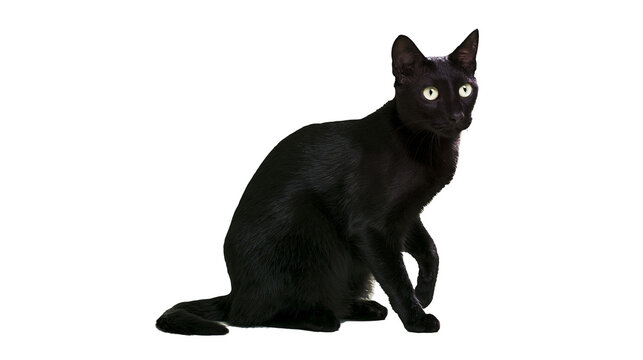 Black cat with bright yellow eyes sitting