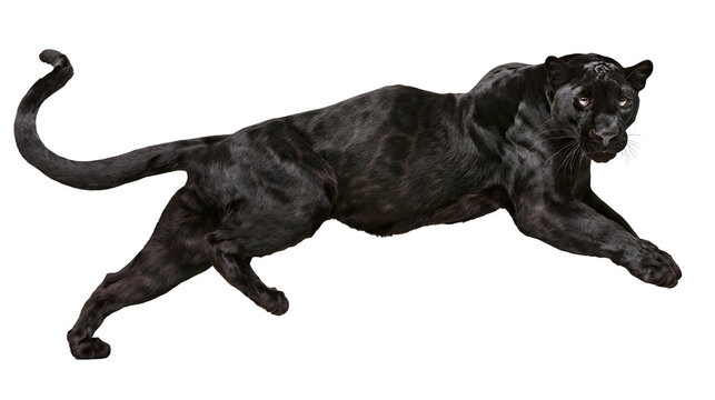 Black panther running with powerful muscles and sleek fur