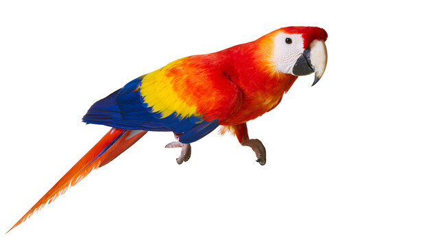 Scarlet Macaw parrot with vibrant red yellow, and blue feathers