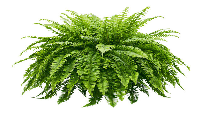 Lush green fern plant with cascading fronds