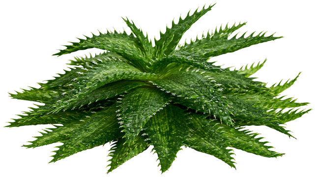 Green spiky aloe plant with water droplets