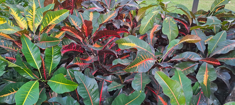 Close-up of vibrant colorful croton plant leaves (Codiaeum variegatum) showcasing a stunning mix of green, red, yellow, and orange foliage. Perfect for tropical nature backgrounds, gardening themes, b