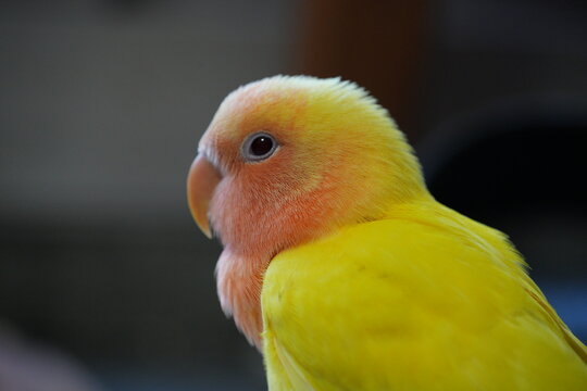 A close-up shot of a cute yellow lovebird profile.