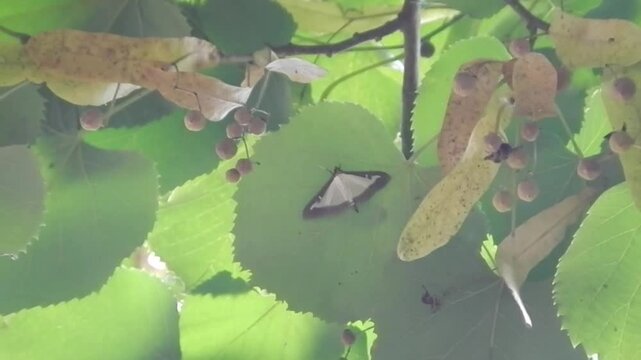 Box tree moth, Cydalima perspectalis on lower side of leaf of tree on sunny summer weather - slow motion. Topics: invasive species, natural environment, climate, fauna, insect