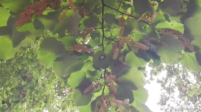 Box tree moth, Cydalima perspectalis on lower side of leaf of tree on sunny summer weather - slow motion. Topics: invasive species, natural environment, climate, fauna, insect