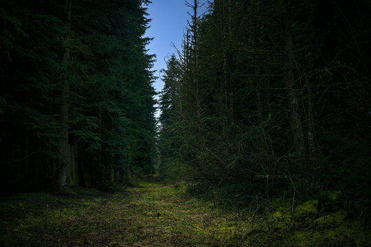 A narrow path winds through a dark, densely overgrown forest with a hint of blue in the sky, Konstanz, Baden-Wuerttemberg, Germany