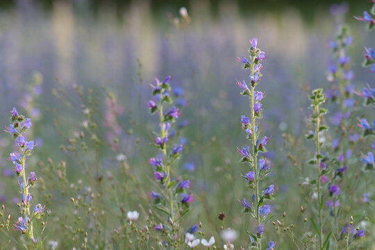 fiore di erba viperina in primavera in un prato
