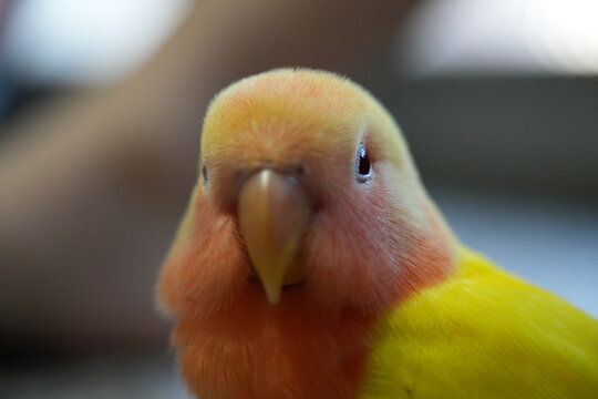 A cute yellow lovebird looks closely at the camera.