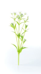 Fototapeta premium Delicate white daisies growing in natural sunlight.