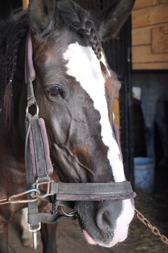Portrait of a horse with a distinctive white blaze and braided mane, standing in a stable. The horse wears a harness, exhibiting a calm and serene demeanor.