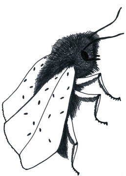 Graphic cartoon illustration of a large fluffy butterfly in profile
