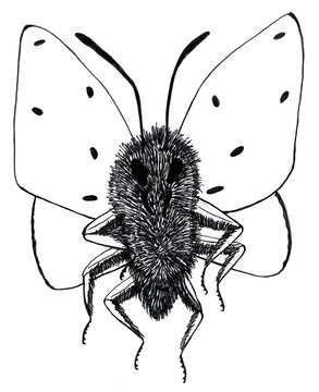 Graphic cartoon illustration of a large fluffy butterfly