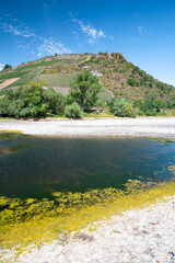 Naklejka premium River with low water level, rhine valley with vineyards, Germany, dry riverbed due to extreme drought in Europe, filamentous algae floating on water surface