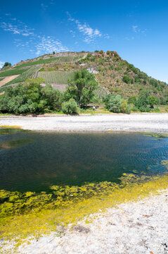 River with low water level, rhine valley with vineyards, Germany, dry riverbed due to extreme drought in Europe, filamentous algae floating on water surface