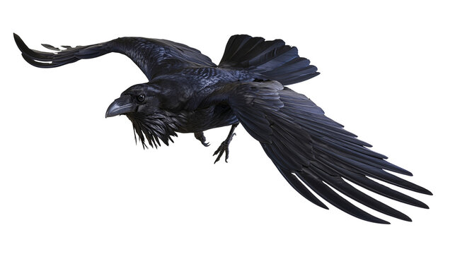 Black raven bird flying with spread wings