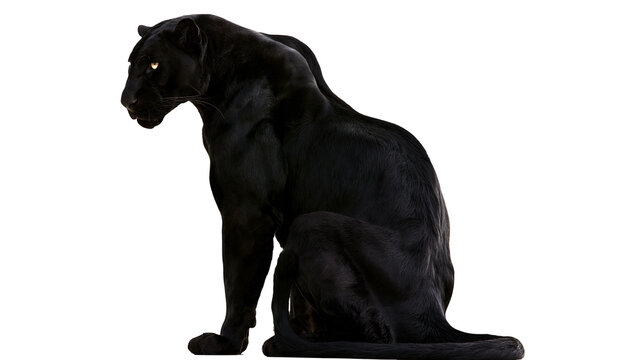 Black panther sitting looking to the side, with glowing eyes