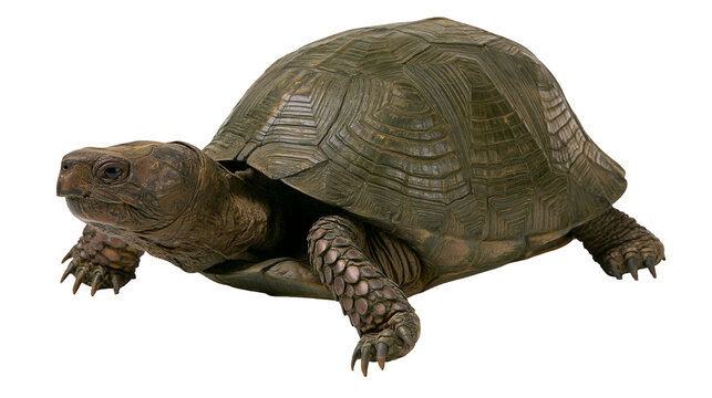 Large tortoise with textured shell and scaly legs