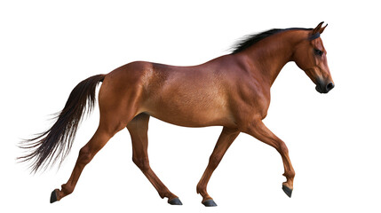 Brown horse running with mane and tail flowing © Elowen