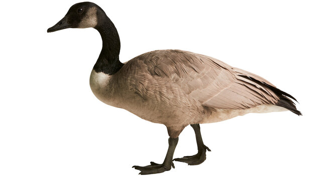 Canada Goose standing profile view