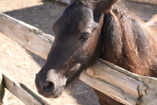 Brown horse gently resting its head on a wooden fence in a farm setting. The animal appears relaxed with closed eyes, conveying a sense of tranquility and calmness