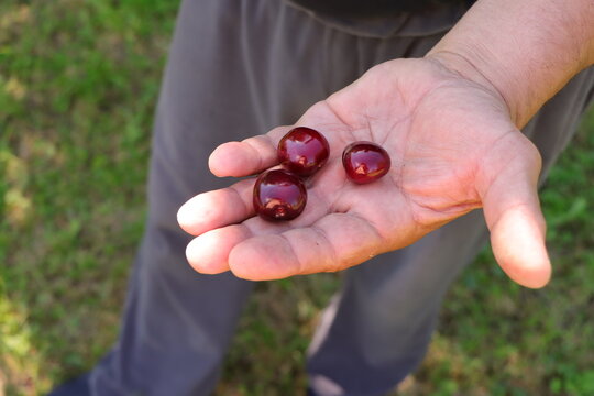 Freshly picked dark red cherries on farmer's palm close-up