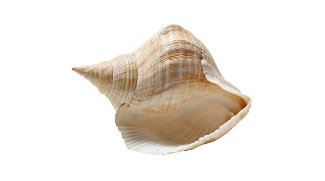 Spiral seashell with textured ridges and smooth interior