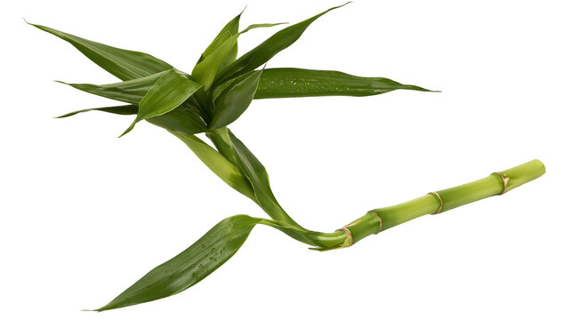 Lucky bamboo plant stem with green leaves