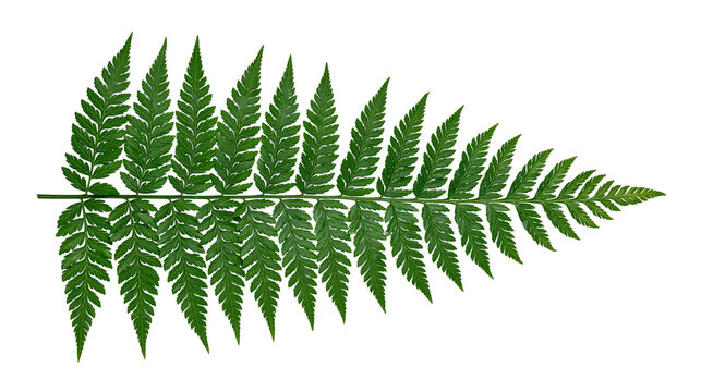 Green fern frond with delicate serrated leaves