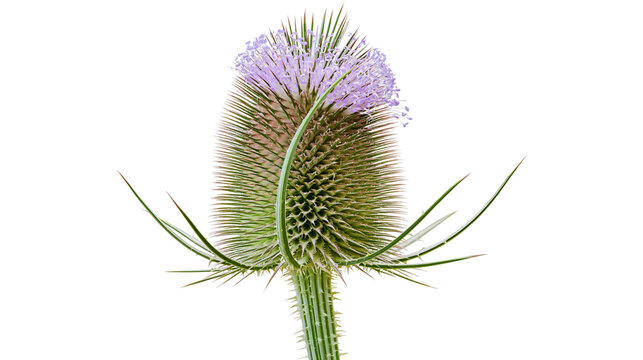 Wild Teasel flower head with purple bloom and spiky green bracts