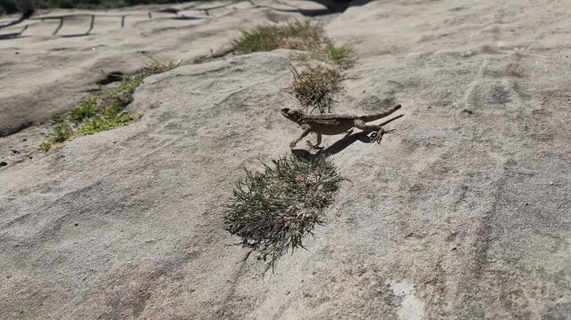 Stellion lizard basking on a grey textured stone surface, wild reptile camouflaged among dry sparse vegetation, natural habitat observation