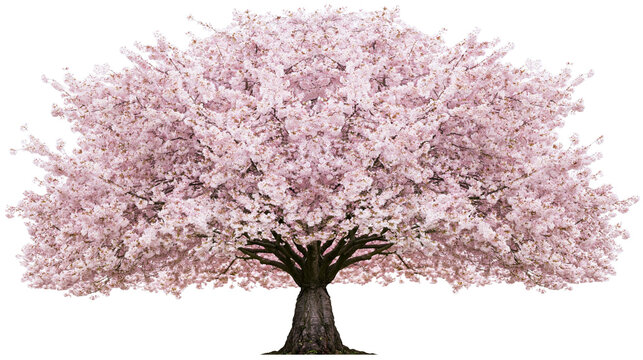 Blooming cherry blossom tree with pink flowers and dark trunk