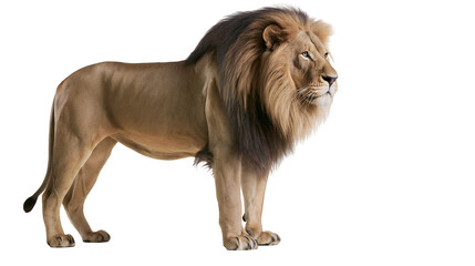 Majestic male lion with full mane standing profile view © Elowen