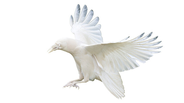 Albino raven bird with white feathers in flight
