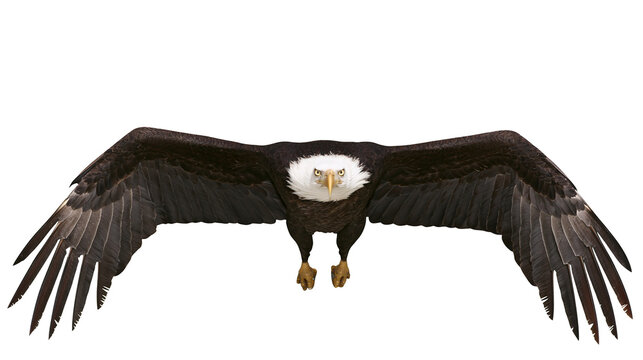 Bald eagle with spread wings flying forward
