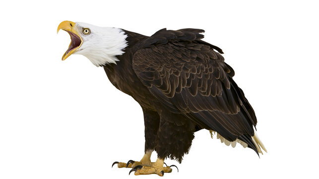 Bald eagle with open beak and sharp talons