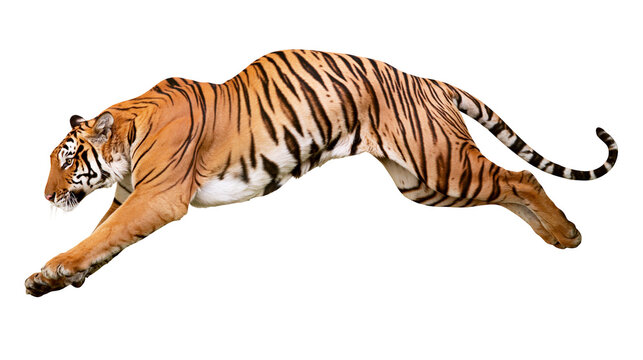 Bengal tiger leaping with orange and black stripes