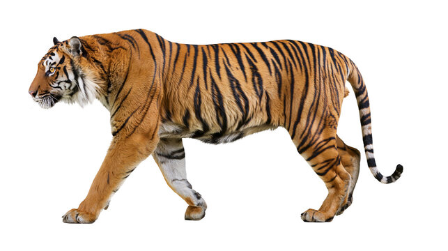 Bengal tiger walking profile view with black stripes