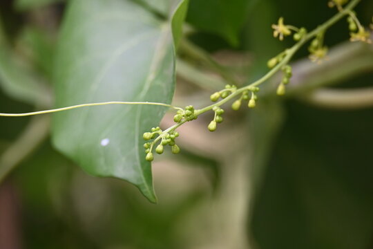Tinospora cordifolia flowers. Its common name is&nbsp;guruchi,&nbsp;guduchi,&nbsp;amrita and the&nbsp;heart-leaved moonseed. It is a&nbsp;herbaceous&nbsp;vine of the family&nbsp;Menispermaceae.&nbsp;It has been used in ayurvedic medicine.