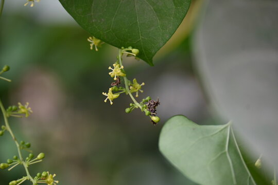 Tinospora cordifolia flowers. Its common name is&nbsp;guruchi,&nbsp;guduchi,&nbsp;amrita and the&nbsp;heart-leaved moonseed. It is a&nbsp;herbaceous&nbsp;vine of the family&nbsp;Menispermaceae.&nbsp;It has been used in ayurvedic medicine.