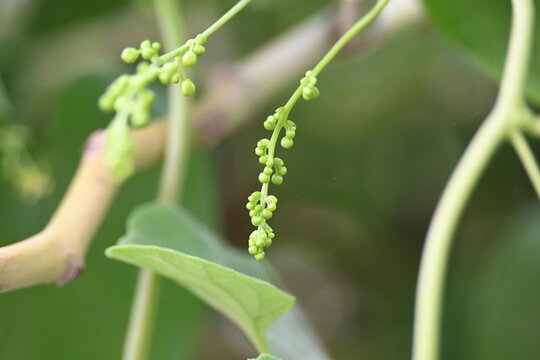 Tinospora cordifolia flowers. Its common name is&nbsp;guruchi,&nbsp;guduchi,&nbsp;amrita and the&nbsp;heart-leaved moonseed. It is a&nbsp;herbaceous&nbsp;vine of the family&nbsp;Menispermaceae.&nbsp;It has been used in ayurvedic medicine.
