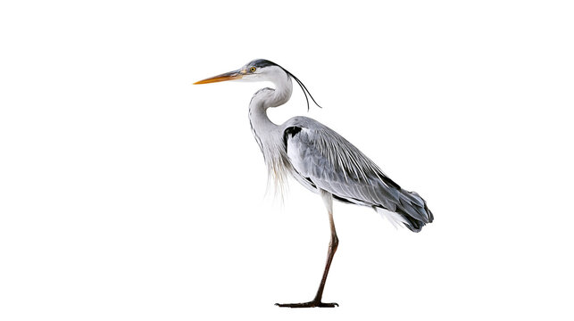 Grey Heron bird standing on one leg profile view, white