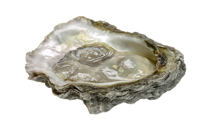 Fresh opened oyster with glistening meat and pearly shell interior © Andrei