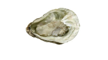 Open oyster with raw meat and iridescent shell © Andrei