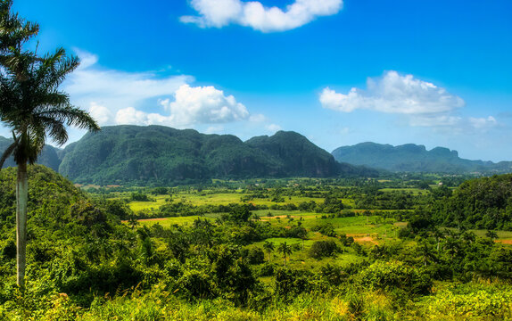A panoramic vista of the Vinales Valley in Cuba, showcasing lush green rolling hills, dramatic mogote rock formations, scattered palm trees, and a vibrant blue sky with scattered white clouds. The