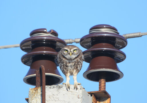 Little Owl / Athene noctua &mdash; perched on a concrete/utility structure between two large brown ceramic insulators under a blue sky.