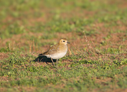 A European golden plover in winter plumage standing on patchily vegetated soil, shot from a low angle.