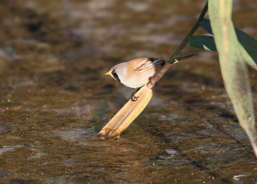 Bearded Reedling / Panurus biarmicus &mdash; male perched horizontally on a reed stalk just above muddy shallow water.