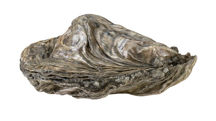 Raw oyster shell with rough texture and pearlescent sheen © Andrei