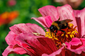 Bumblebee gathering nectar on bright pink zinnia flower close-up, macro photography © glebantiy